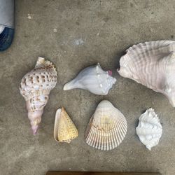 sea shells 