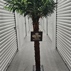 Corona Palm Trees