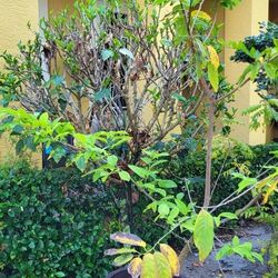 Sugar Apple Tree and Pot