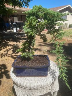 Bonsai Miyagi style Japanese garden Juniper, , $130