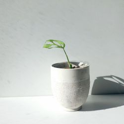 Rare Aroid Monstera  Obliqua Starter Plant/ Indoor Plant/ House Plant
