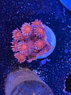 Fake Coral decorations
