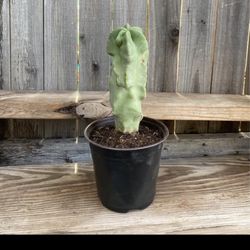 Monstrose Totem Pole Cactus Plant