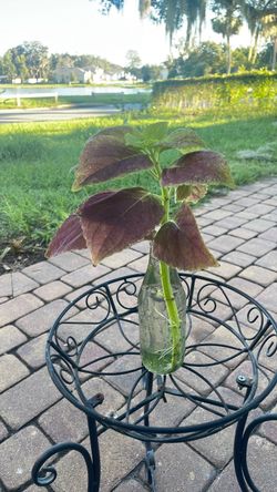 Coleus Plant Cutting with Roots