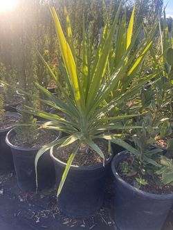 Yucca 5 Gallons