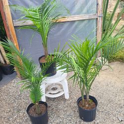 Majesty Palm Plant 10" Pot $10 Each