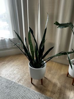 Snake Plant