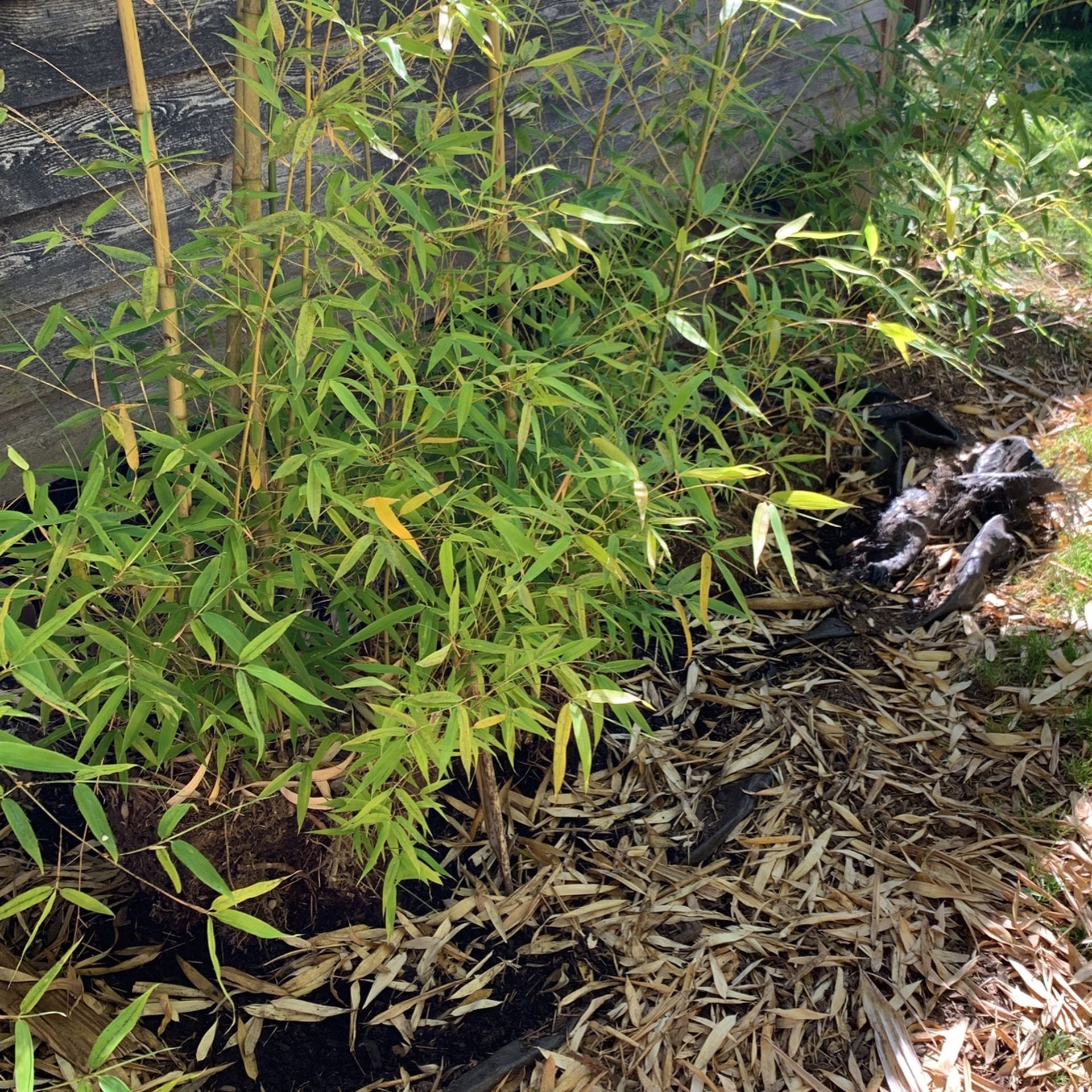 Bamboo