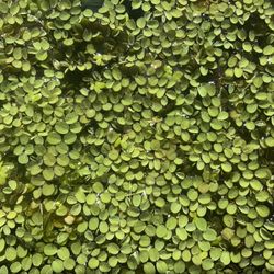 Aquarium Plant Water Spangle