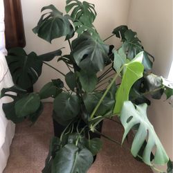 Looking to Adopt More Plants ( NOT Selling) 