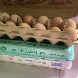 Organic Eggs 