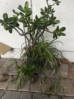 Succulent and Spider Plant