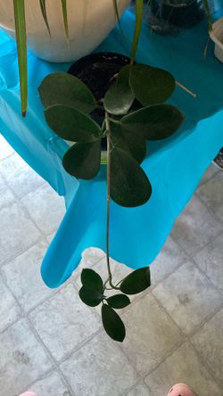 Hoya Plant