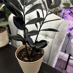 Zz Raven Plant