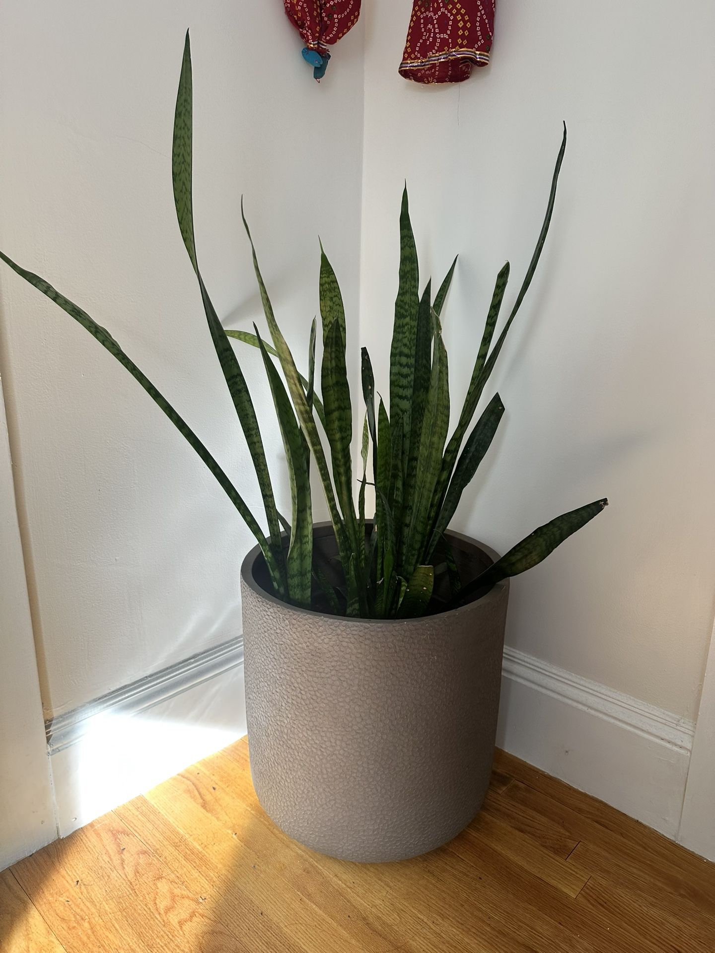 Two Beautiful Indoor Plants