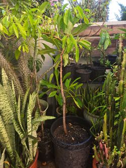 Aguacate  Hass tree