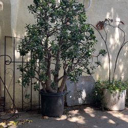 Large Potted Jade Plant