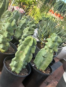 Weekend sale totem poles cactus in 2 gallon pots $40 each