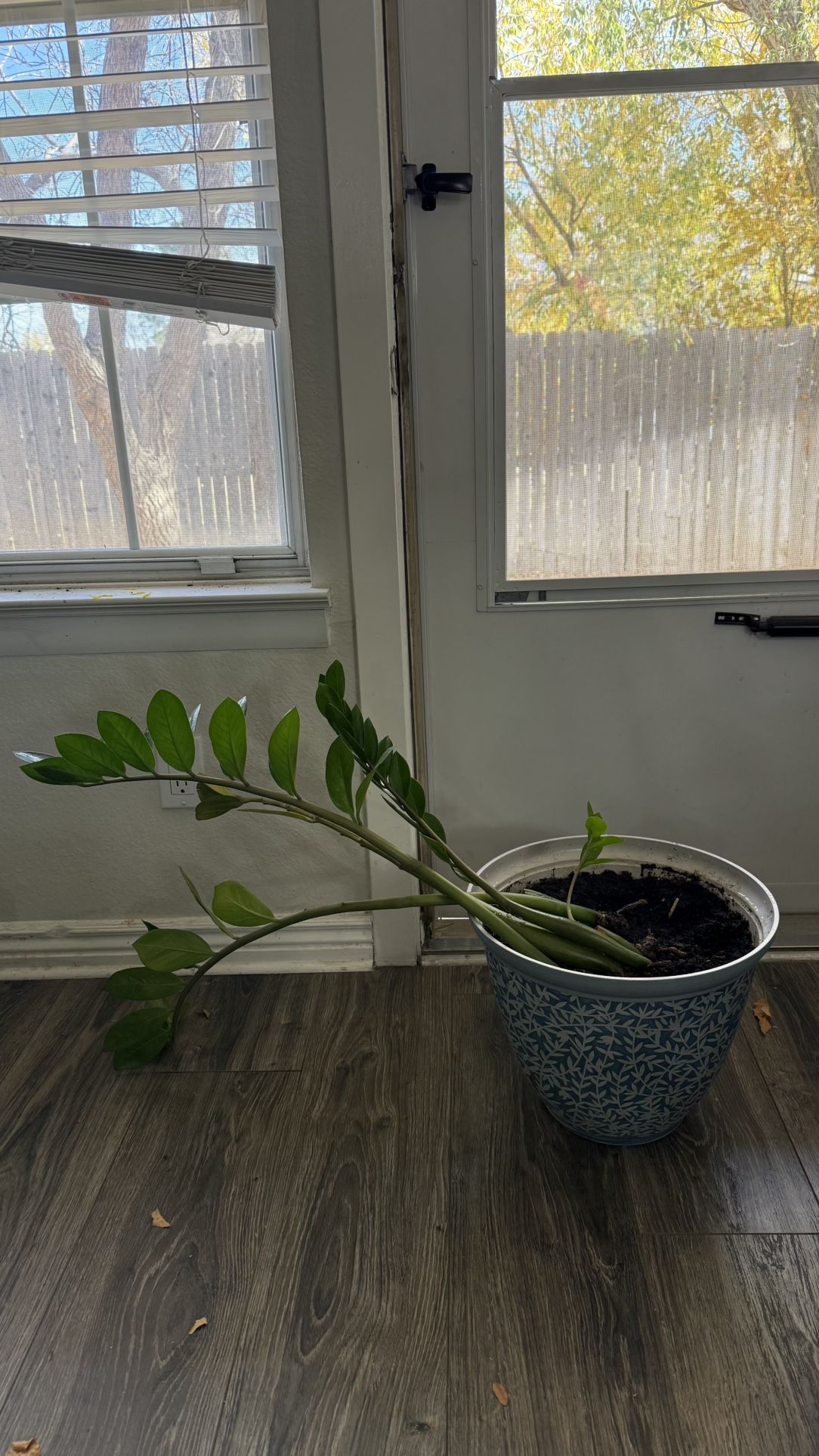 Zz Plant- Need Repotting