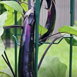 Japanese Ichiban Eggplant Seedling Plants 1 Gallon