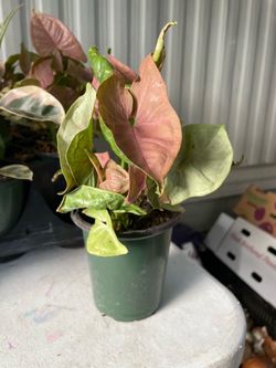 Syngonium