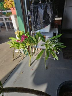 Plumeria tree ready to plant