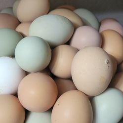 Fresh Eggs
