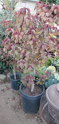 PURPLE Smoke Tree. .