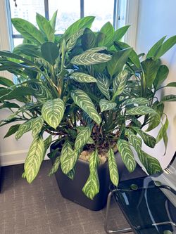 German-Made Lechuza Self-Watering Planter + Huge 5 ft Chinese Evergreen – $500+ Retail Value
