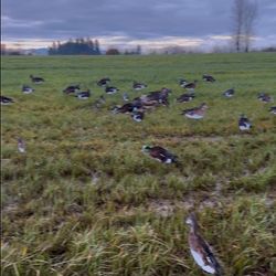5 Dozen Widgeon Sillohuettes 