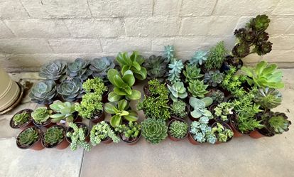 Multiple Types Of Succulents Plants