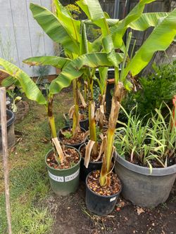 Thriving Banana Plants
