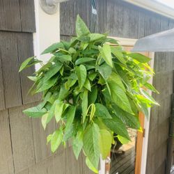 Live indoor Cebu Blue Pothos plant in a 8-inch plastic nursery planter pot—firm price