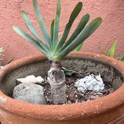 Paddle Aloe Plant 
