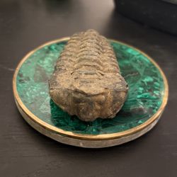Arthropod ‘Trilobite’ Fossil $15 (Crystals)