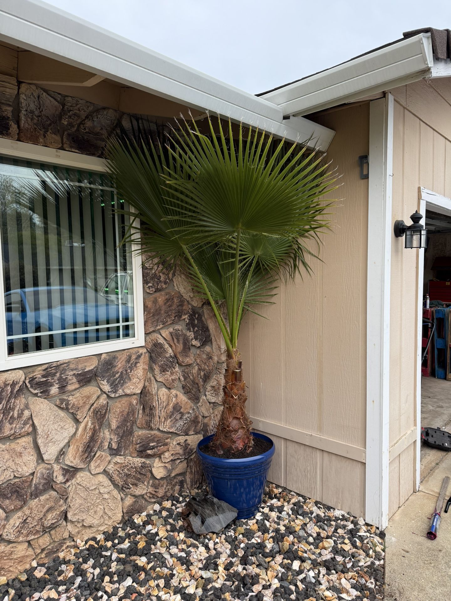 Palm Tree