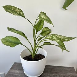 Silver Bay Plant