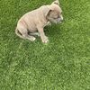 Carlos