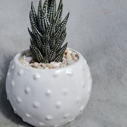 White Ceramic Cactus Pot 
