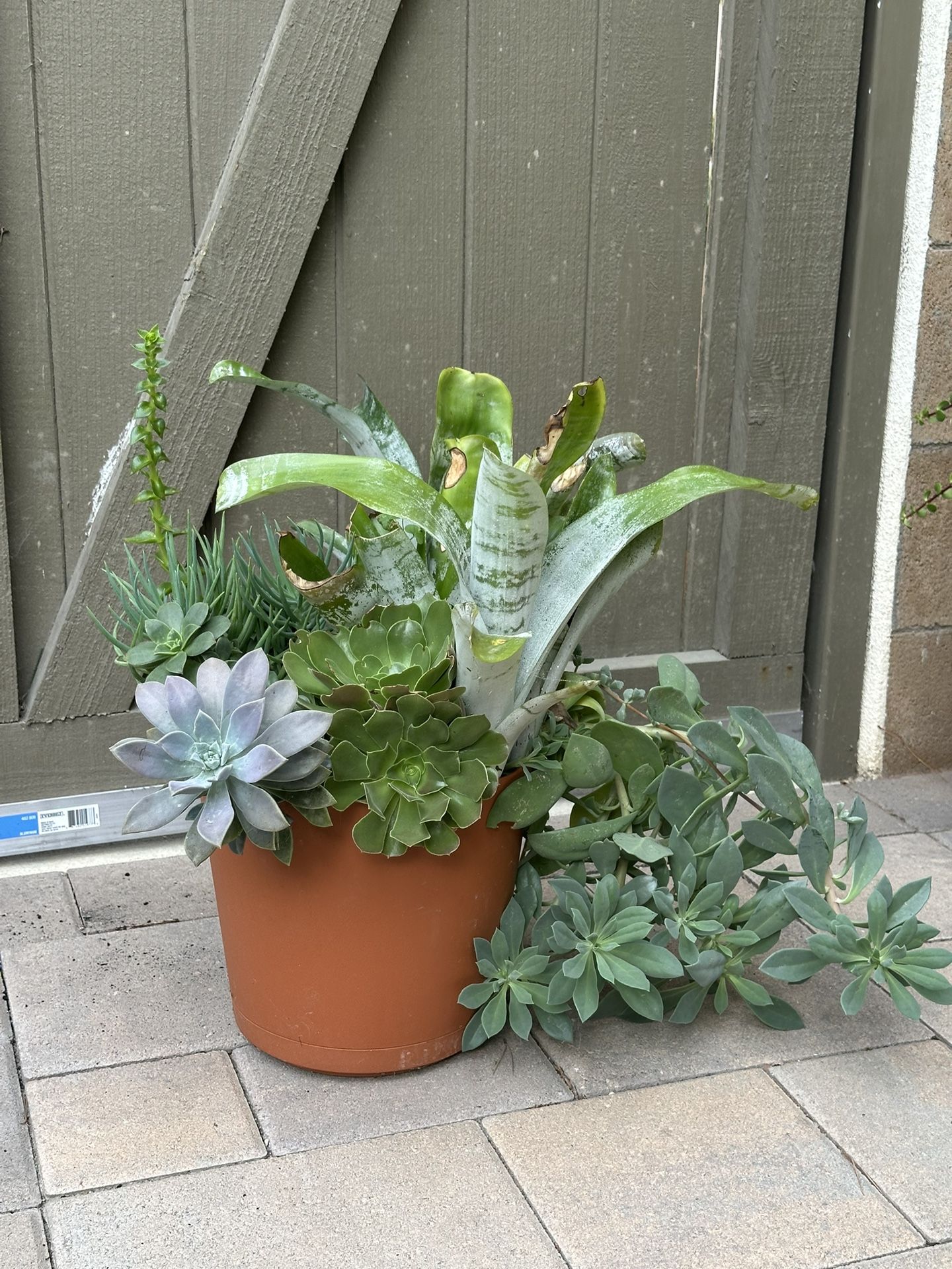 Assorted Succulent Plants 