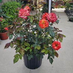 Rose Bush Charisma  PLANTS ARRIVE, BEAUTIFUL AND HEALTHY. $25 EACH