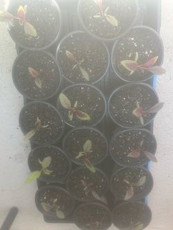 Chinese Multi-Color Amaranth Spinach