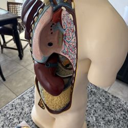 NYSTROM BIOLOCICAL MODEL CO. 1964