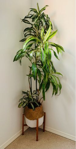 LIVE REAL Dracaena Plant with Wooden Stand and Wicker Basket Included (Over 7 Feet Tall)