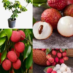 Lychee Airlayered  Trees  3gal  Arboles  De  Lychee Injertados  3gal 