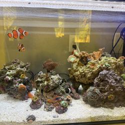 Aquarium Mixed Reef For Sale 38 Gallons 