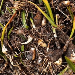 Fresh Baby Bulbs Multiple Types 