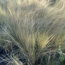 Mexican Feather Grass