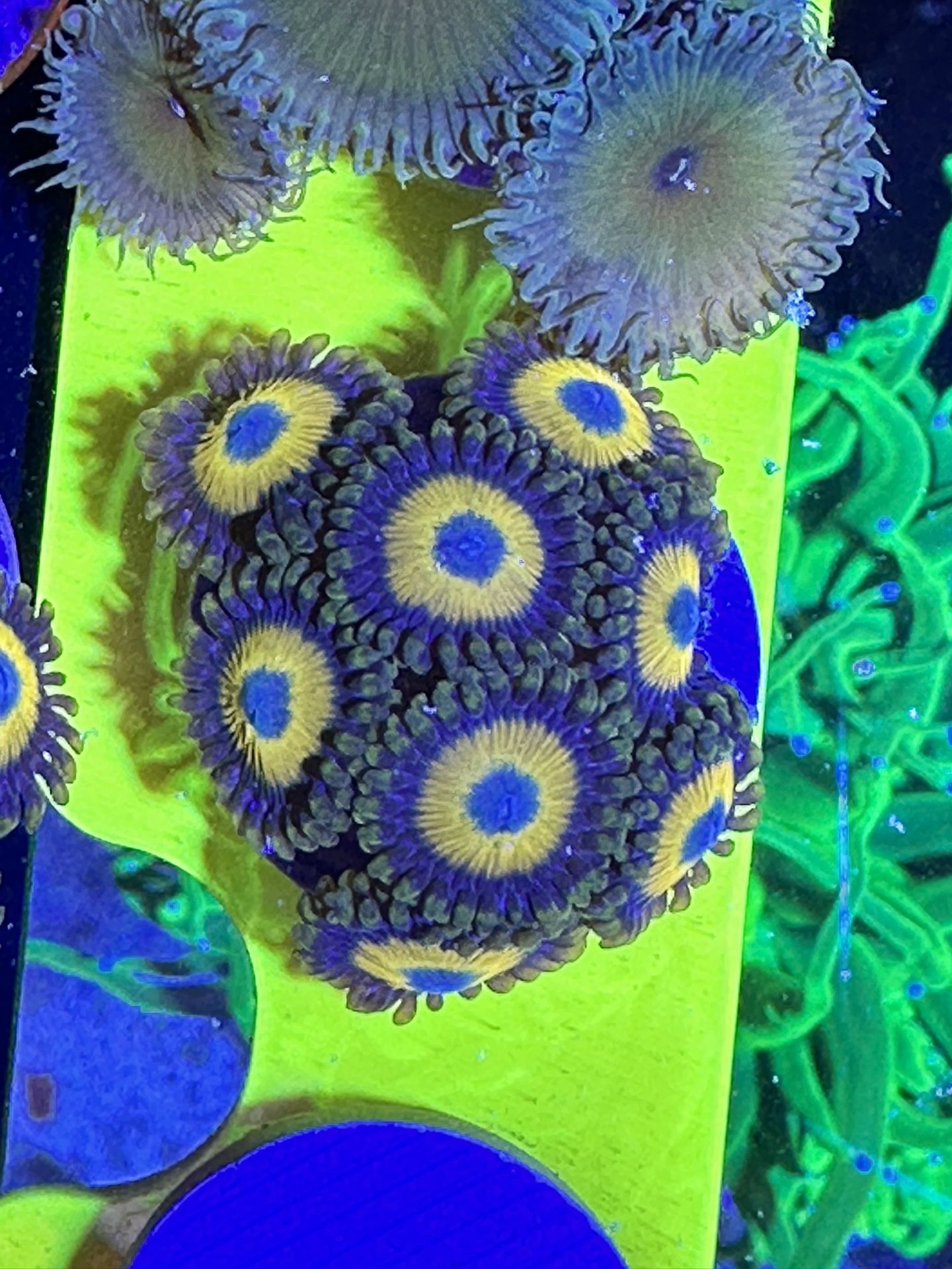 Ultra Bright Scrambled Eggs Zoas