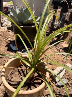 Ponytail palms - $5 each
